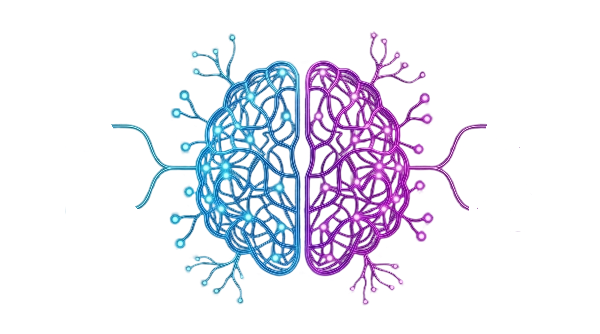 brain
